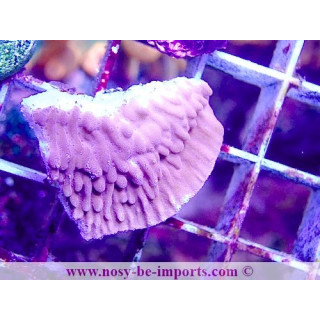 Montipora danae WYSIWYG 12042024-16