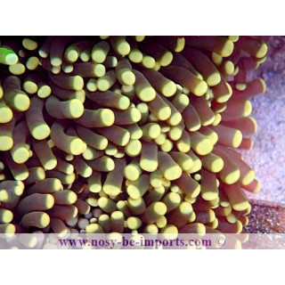 Euphyllia sp. WYSIWYG 12042024-17