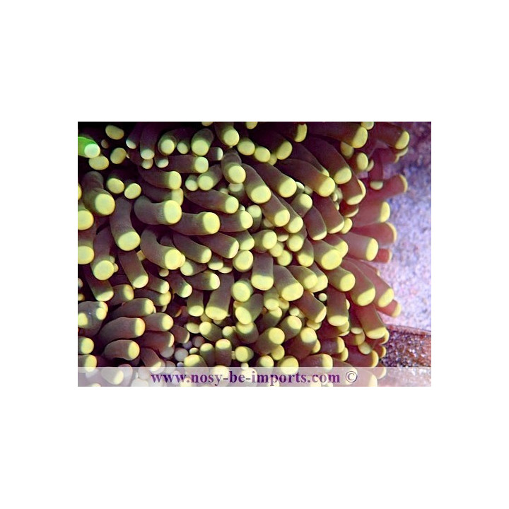 Euphyllia sp. WYSIWYG 12042024-17