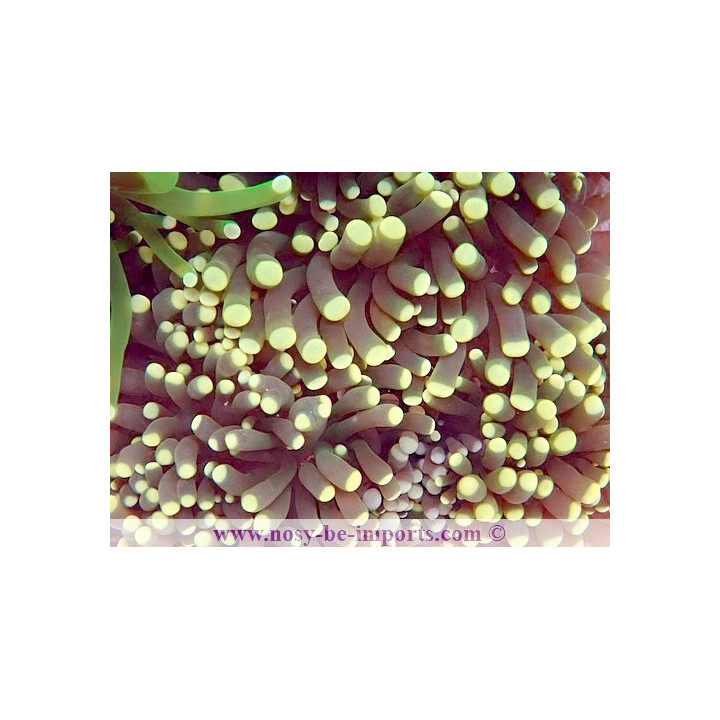 Euphyllia sp. WYSIWYG 12042024-17