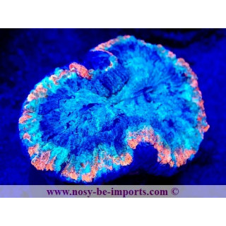Trachyphyllia sp. WYSIWYG 12042024-20