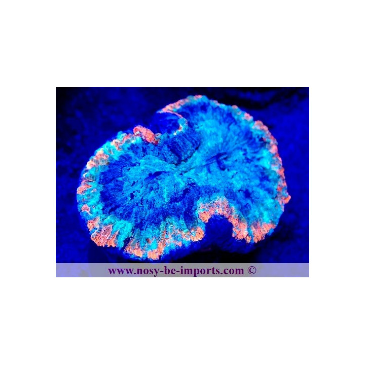 Trachyphyllia sp. WYSIWYG 12042024-20