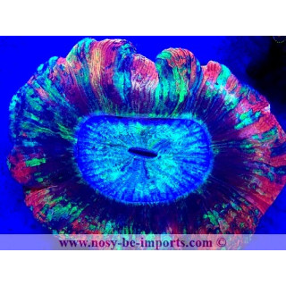 Trachyphyllia sp. WYSIWYG 12042024-22