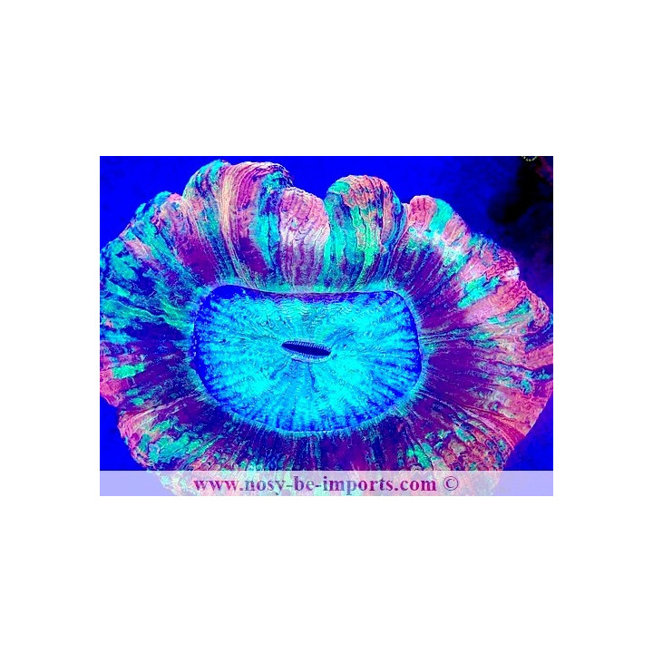 Trachyphyllia sp. WYSIWYG 12042024-22