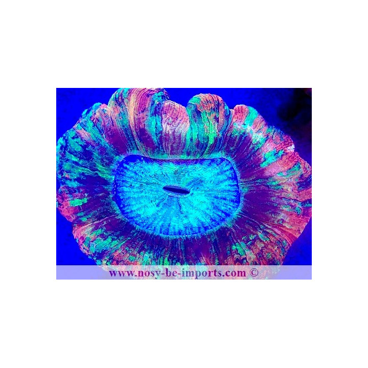 Trachyphyllia sp. WYSIWYG 12042024-22