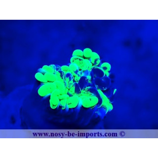 Euphyllia paraancora WYSIWYG 12042024-23