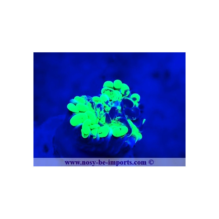Euphyllia paraancora WYSIWYG 12042024-23