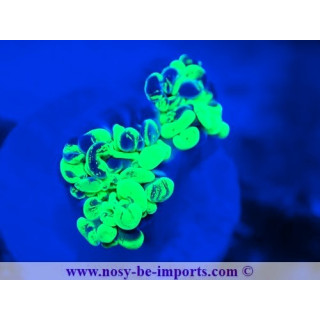 Euphyllia paraancora WYSIWYG 12042024-24