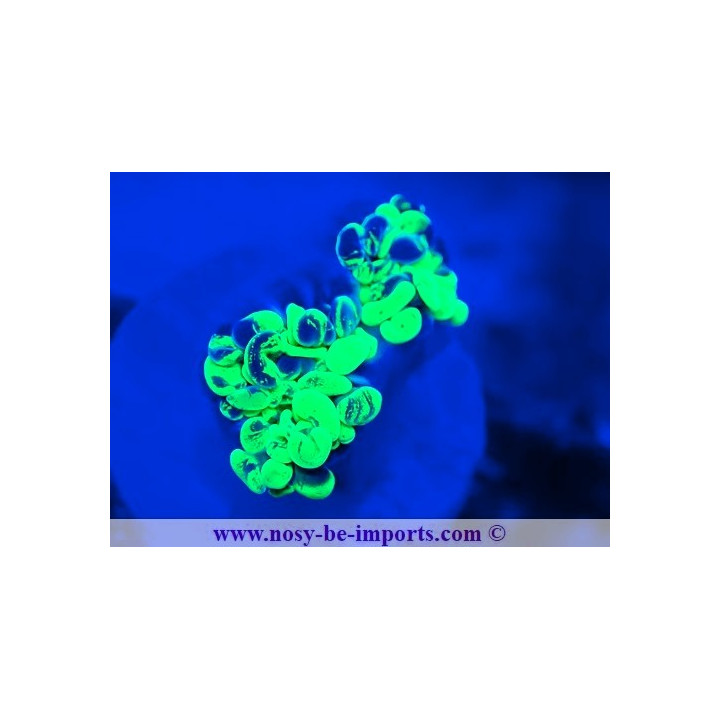 Euphyllia paraancora WYSIWYG 12042024-24