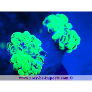 Euphyllia paraancora WYSIWYG 12042024-25
