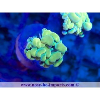 Euphyllia paraancora WYSIWYG 12042024-26