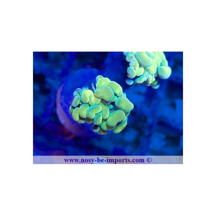 Euphyllia paraancora WYSIWYG 12042024-26