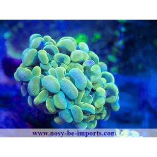 Euphyllia paraancora WYSIWYG 12042024-27