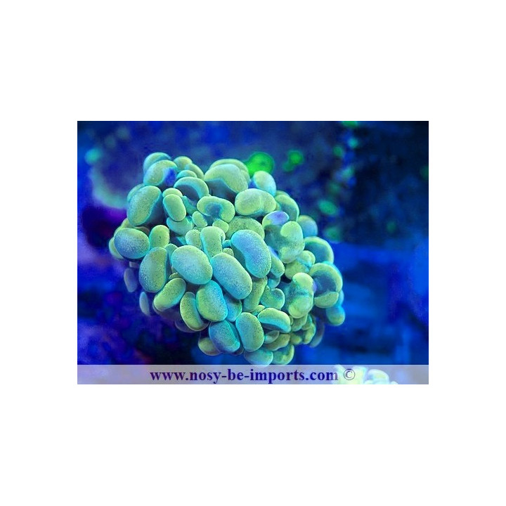 Euphyllia paraancora WYSIWYG 12042024-27