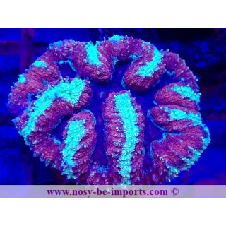 Lobophyllia sp. WYSIWYG 12042024-28