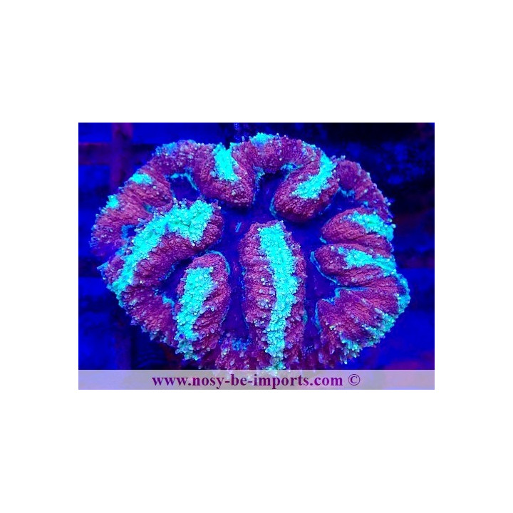 Lobophyllia sp. WYSIWYG 12042024-28