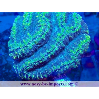 Lobophyllia sp. WYSIWYG 12042024-29