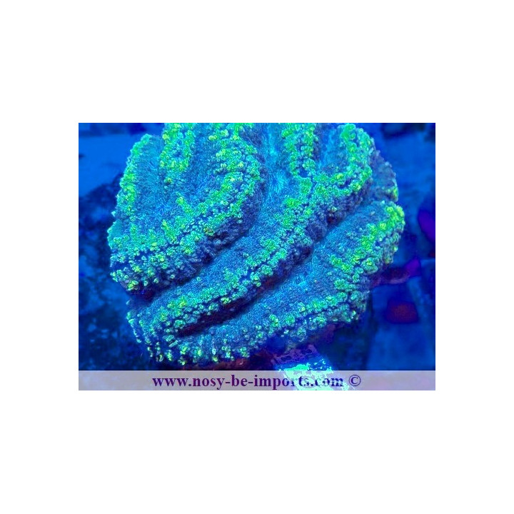 Lobophyllia sp. WYSIWYG 12042024-29