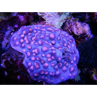 Mycedium robokaki - Corail dur LPS - Aquarium sur mesure