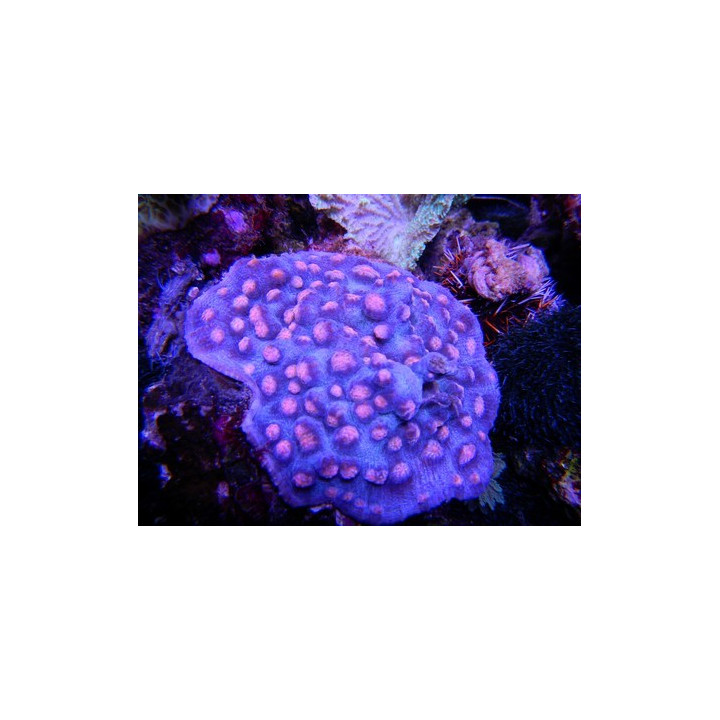 Mycedium robokaki - Corail dur LPS - Aquarium sur mesure
