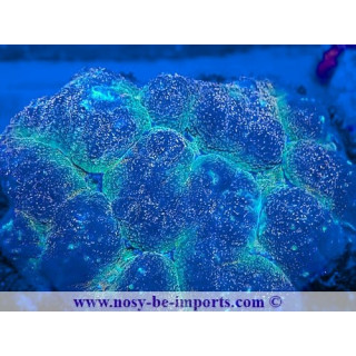 Lobophyllia sp. WYSIWYG 12042024-32