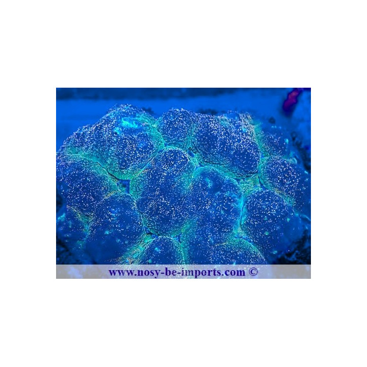 Lobophyllia sp. WYSIWYG 12042024-32