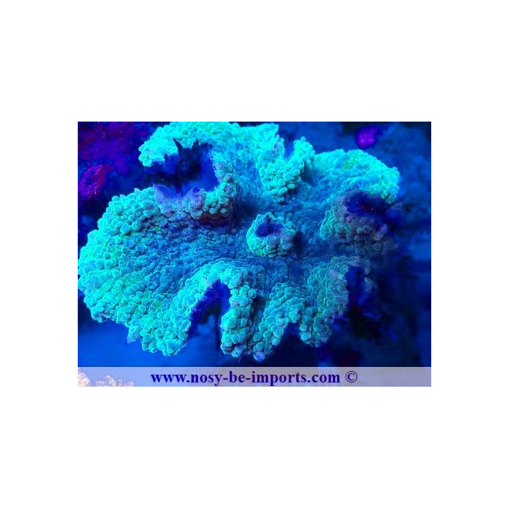 Symphyllia sp. WYSIWYG 12042024-33
