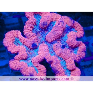 Symphyllia sp. WYSIWYG 12042024-34