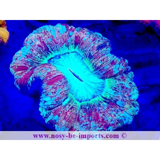 Trachyphyllia sp. WYSIWYG 12042024-35