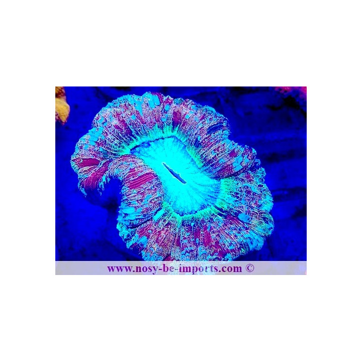 Trachyphyllia sp. WYSIWYG 12042024-35