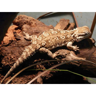 Pogona henrylawsoni