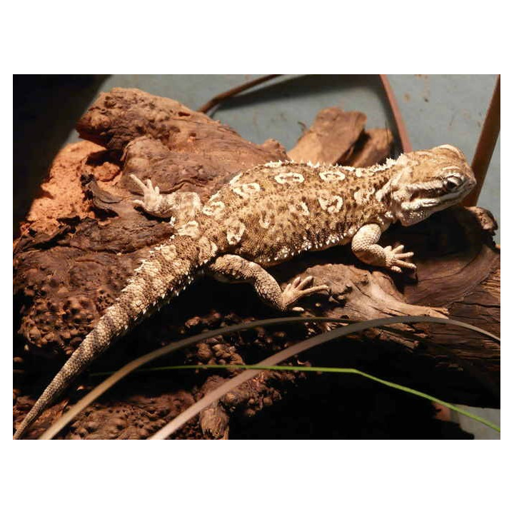Pogona henrylawsoni