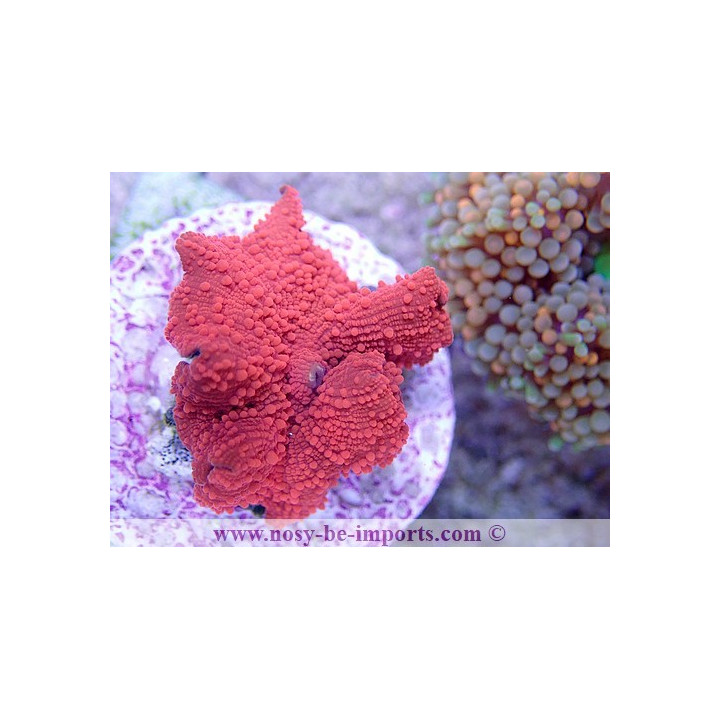 actinodiscus sp. rouge metal - coraux vpc - Aquarium sur mesure