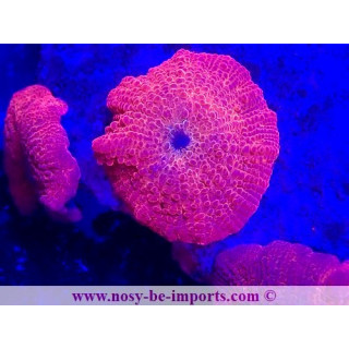 actinodiscus sp. rouge metal - coraux vpc - Aquarium sur mesure