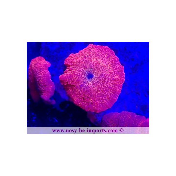 actinodiscus sp. rouge metal - coraux vpc - Aquarium sur mesure