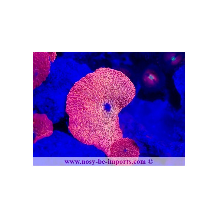 actinodiscus sp. rouge metal - coraux vpc - Aquarium sur mesure