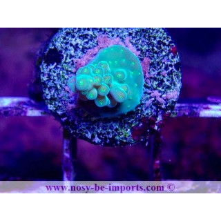Acropora cerealis WYSIWYG 20042024-1