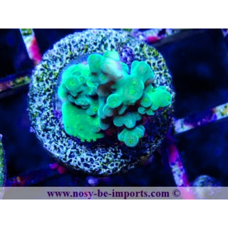 Acropora cerealis WYSIWYG 20042024-2