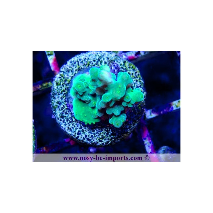 Acropora cerealis WYSIWYG 20042024-2