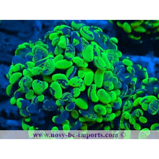 Euphyllia paraancora WYSIWYG 20042024-5
