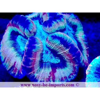 Trachyphyllia sp. WYSIWYG 20042024-7
