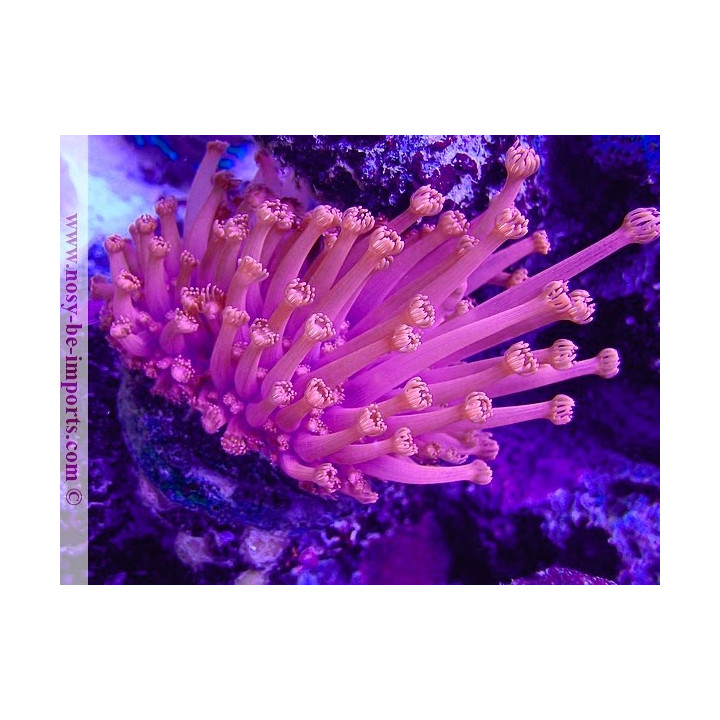 Goniopora sp. WYSIWYG 20042024-8
