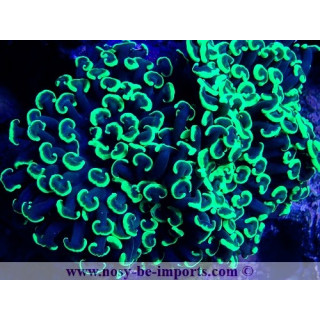 Euphyllia ancora WYSIWYG 20042024-9