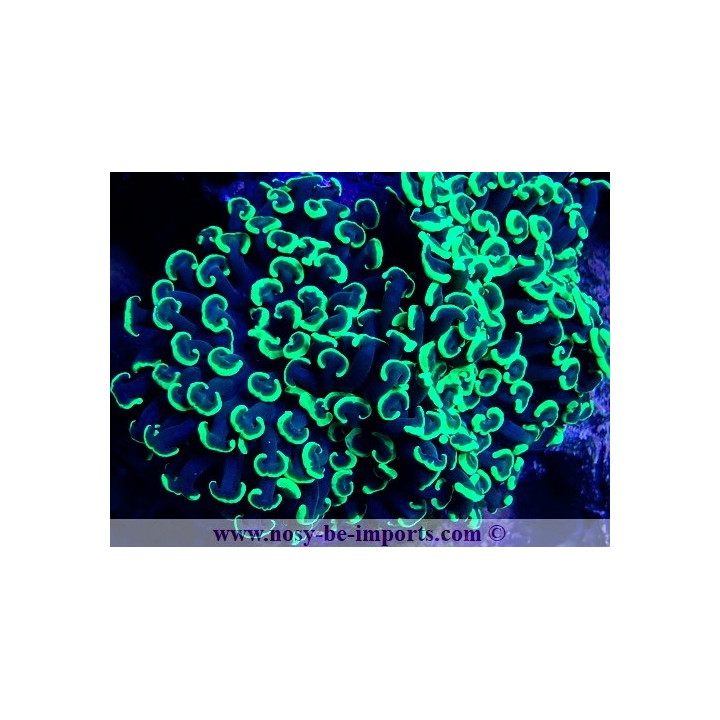 Euphyllia ancora WYSIWYG 20042024-9