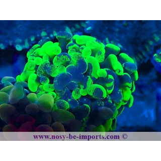 Euphyllia paraancora WYSIWYG 20042024-10