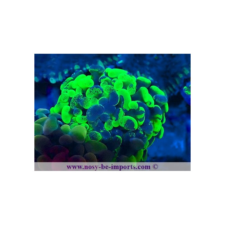 Euphyllia paraancora WYSIWYG 20042024-10