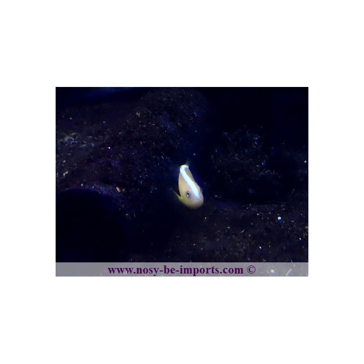 Amphiprion sandaracinos