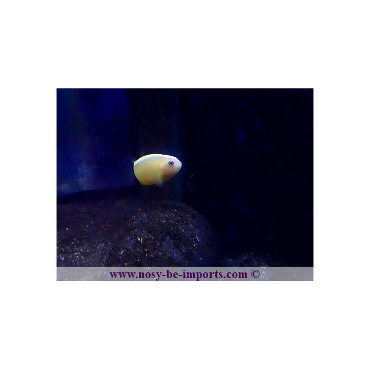 Amphiprion sandaracinos
