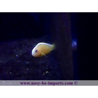 Amphiprion sandaracinos