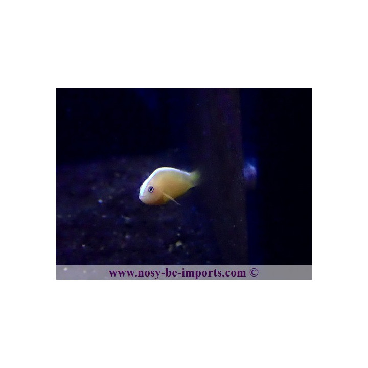 Amphiprion sandaracinos